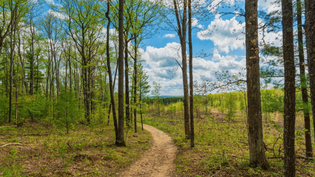 Path in the woods